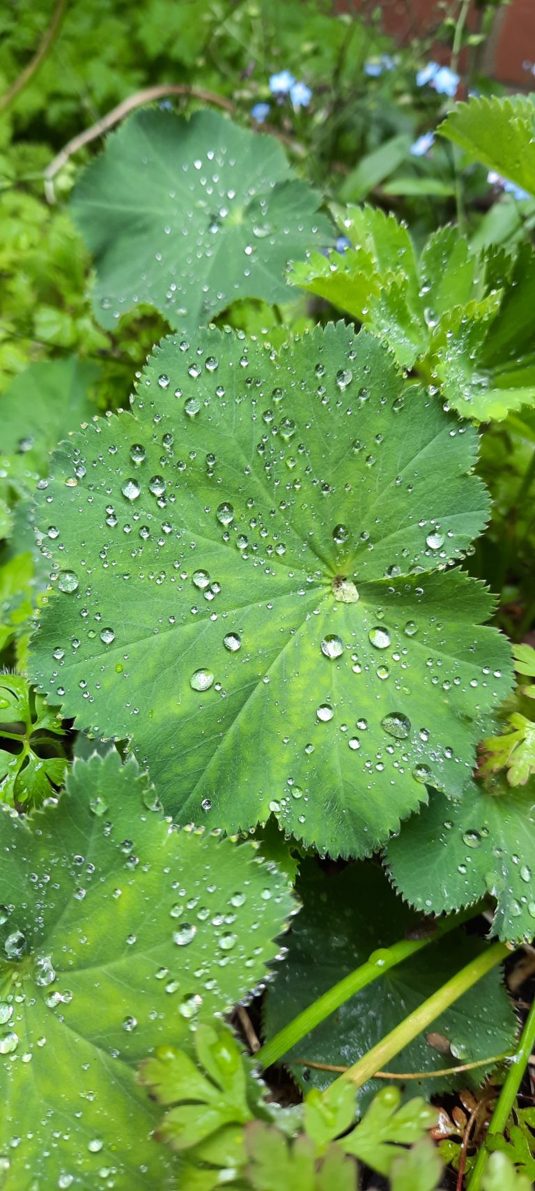 Ladys mantle 768x1707