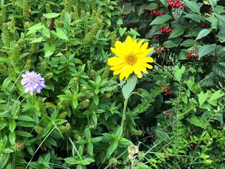 Garden Pic 768x576