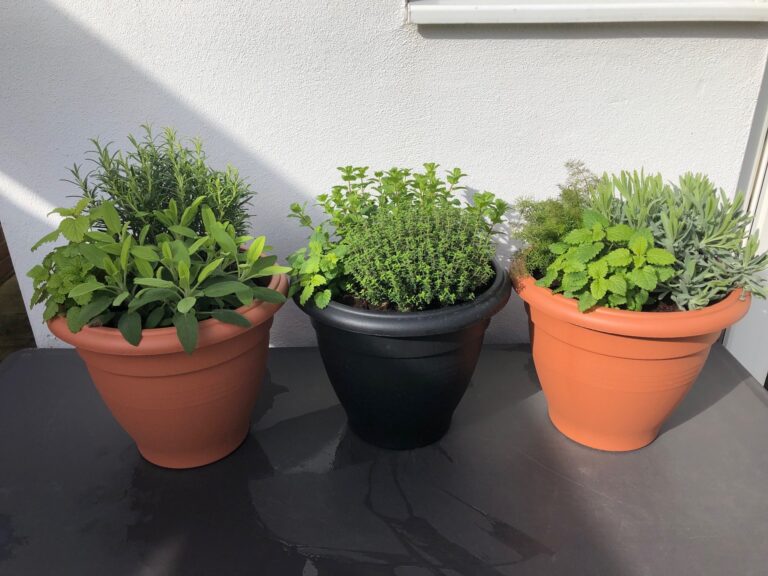 Herb Pots Pic 768x576