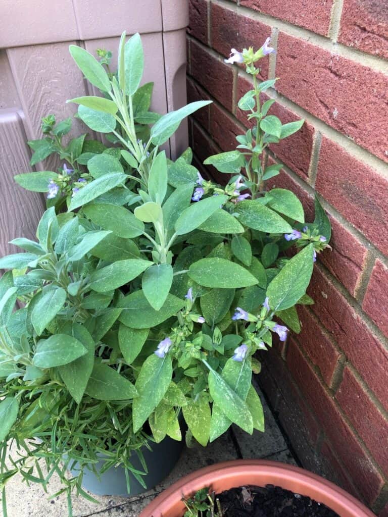 Salvia 2 Pic 768x1024