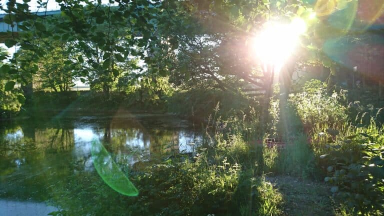 pond 768x432